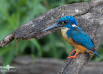 Half-collared kingfisher
