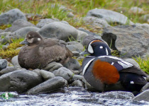 Harlequin Duck