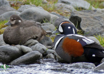 Harlequin Duck