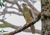 Harpy Eagle