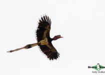 Helmeted Hornbill
