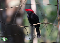 Helmeted Manakin