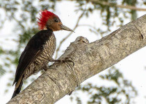 Helmeted Woodpecker