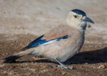 Henderson's ground jay