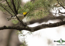Hermit Warbler