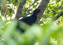 Highland Guan