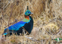 Himalayan Monal
