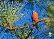 Hispaniolan Crossbill