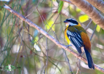 Hispaniolan Spindalis