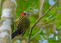 Hispaniolan woodpecker