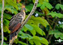 Hoatzin