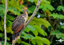 Hoatzin