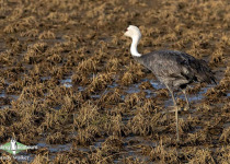 Hooded Crane
