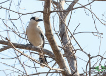 Hook-billed Vanga