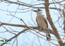 Hook-billed Vanga