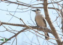 Hook-billed Vanga