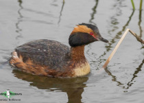 Horned Grebe
