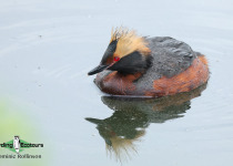 Horned Grebe