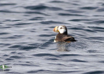 Horned Puffin