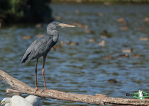 Humblot's Heron