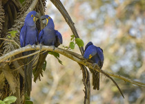 Hyacinth Macaw