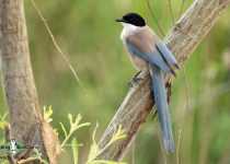 Iberian Magpie