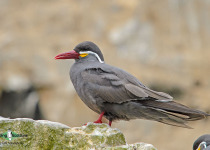 Inca Tern