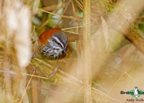 Inca Wren