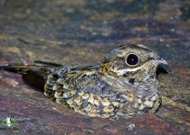 Indian Nightjar