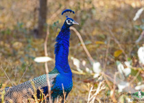 Indian Peafowl