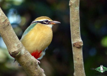 Indian Pitta