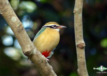 Indian Pitta