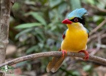 Indochinese Green Magpie