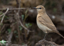 Isabelline Wheatear