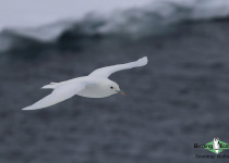 Ivory Gull