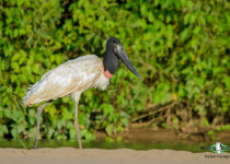 Jabiru