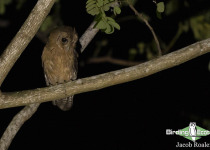 Jamaican Owl