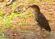 Japanese Night Heron