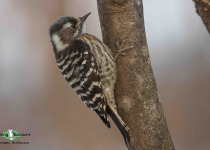 Japanese Pygmy Woodpecker