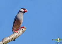 Java Sparrow