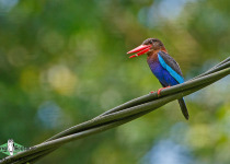 Javan Kingfisher