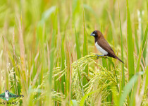 Javan Munia