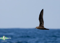 Jouanin's Petrel