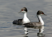 Junin Grebe
