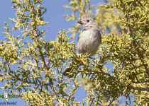 Juniper Titmouse