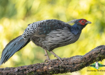 Kalij Pheasant