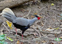 Kalij Pheasant