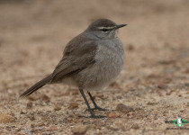 Karoo Scrub Robin