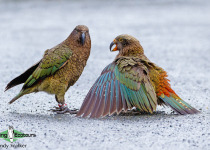 Kea