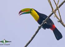 Keel-billed Toucan
